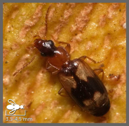Philorhizus quadrisignatus