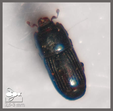 Platysoma filiforme - Platysoma filiforme