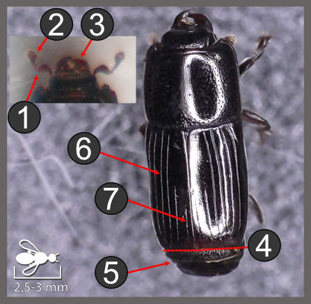 Platysoma filiforme