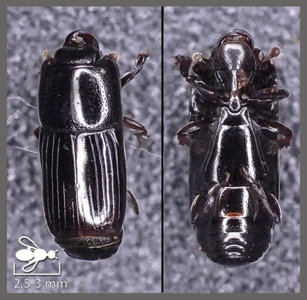 Platysoma filiforme