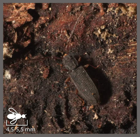 Uléiote plate - Uleiota planata