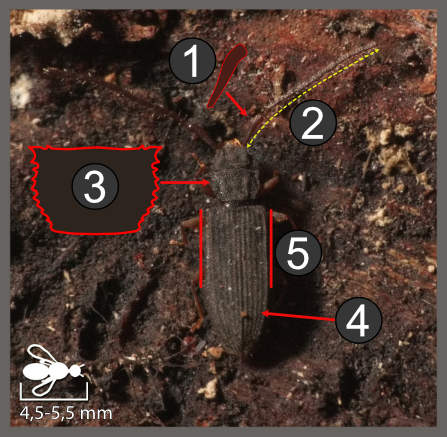 Uleiota planata