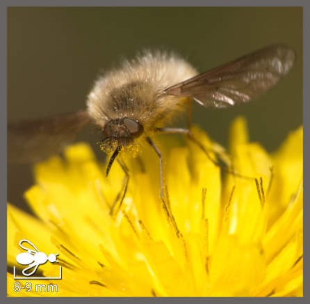 Bombylius venosus