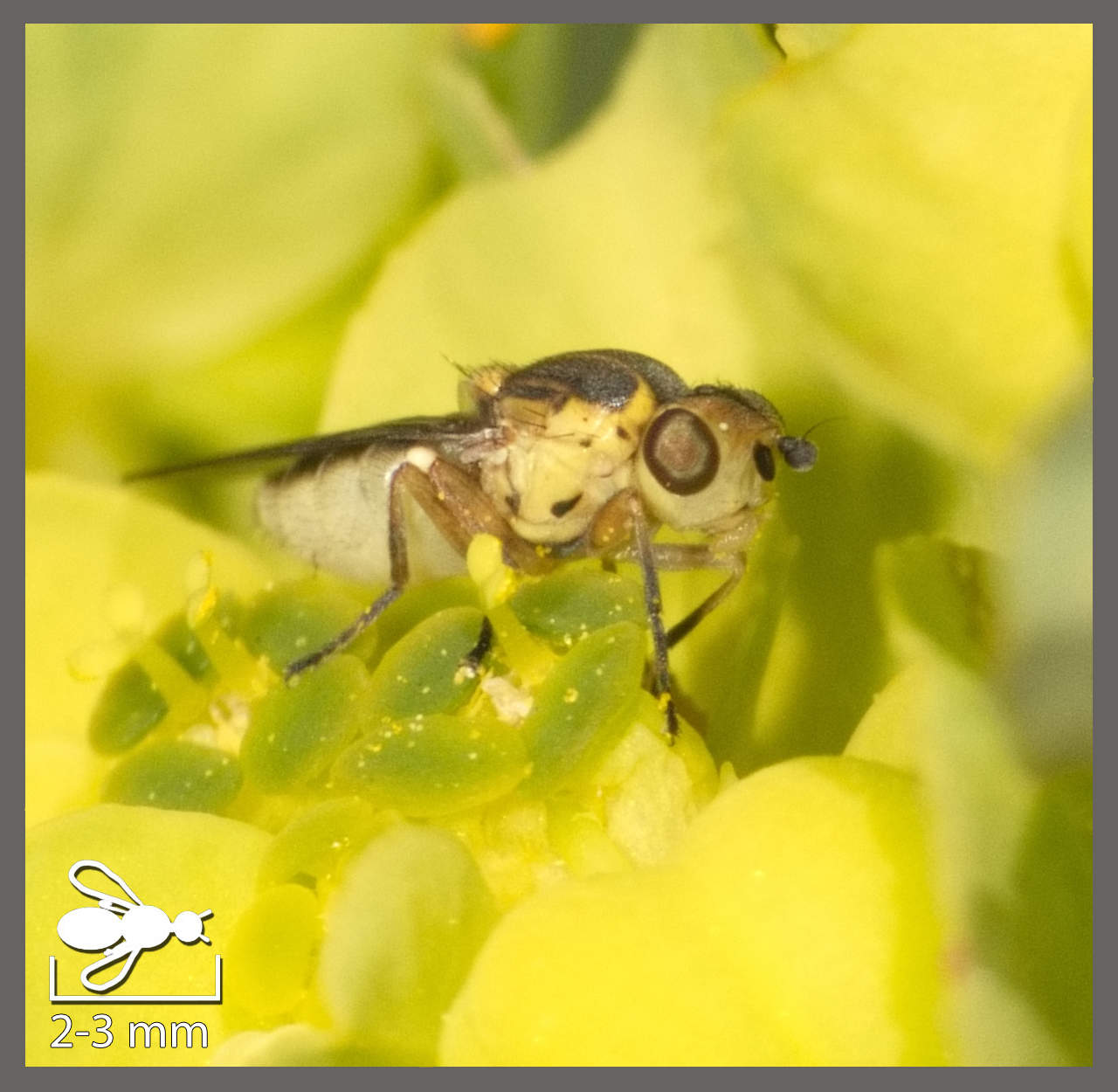 Chlorops Rufinus Chloropes - Chlorops et autres genres | Identifier un insecte
