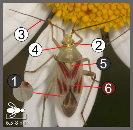 Calocoris roseomaculatus