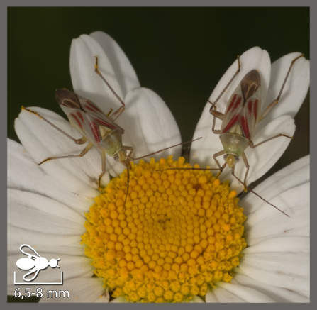 Calocoris à taches roses