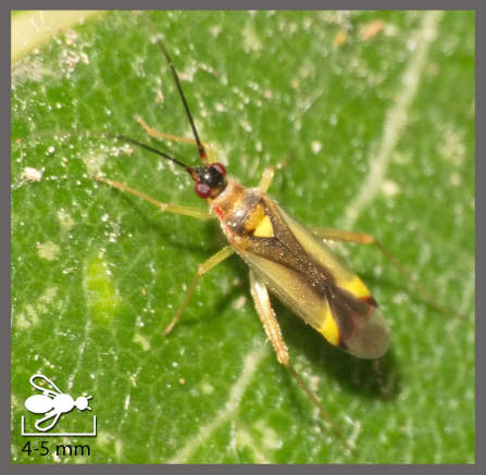 Campyloneura virgula