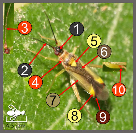 Campyloneura virgula