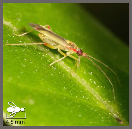 Campyloneura virgula