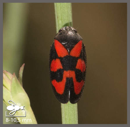 Cercope sanguin - Cercopis vulnerata