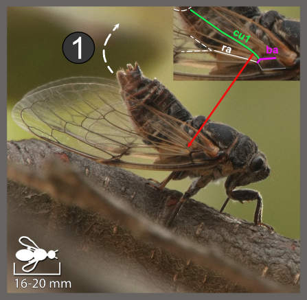Cicadatra atra