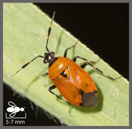 Deraeocoris punctum