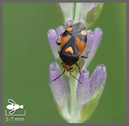 Deraeocoris schach