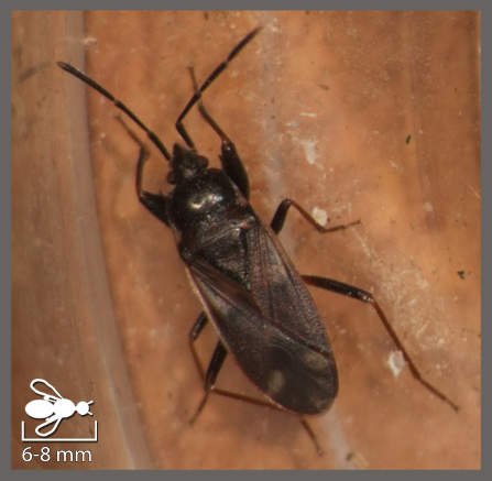 Eremocoris fenestratus