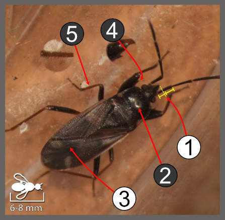 Eremocoris fenestratus