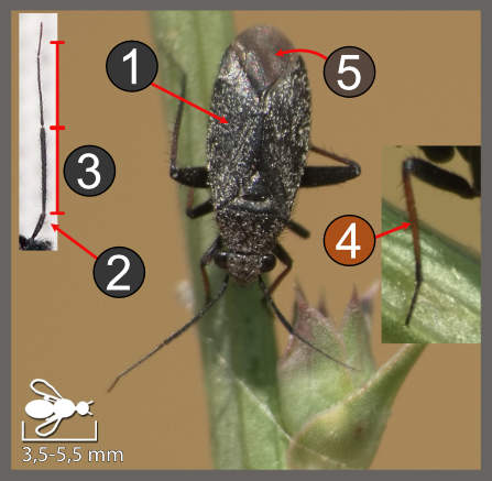 Orthocephalus saltator