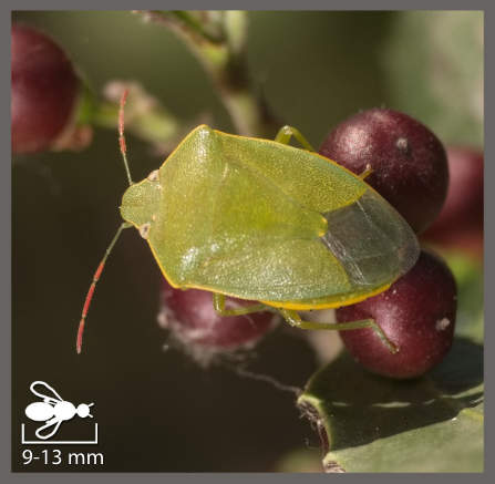 Pentatome contrasté