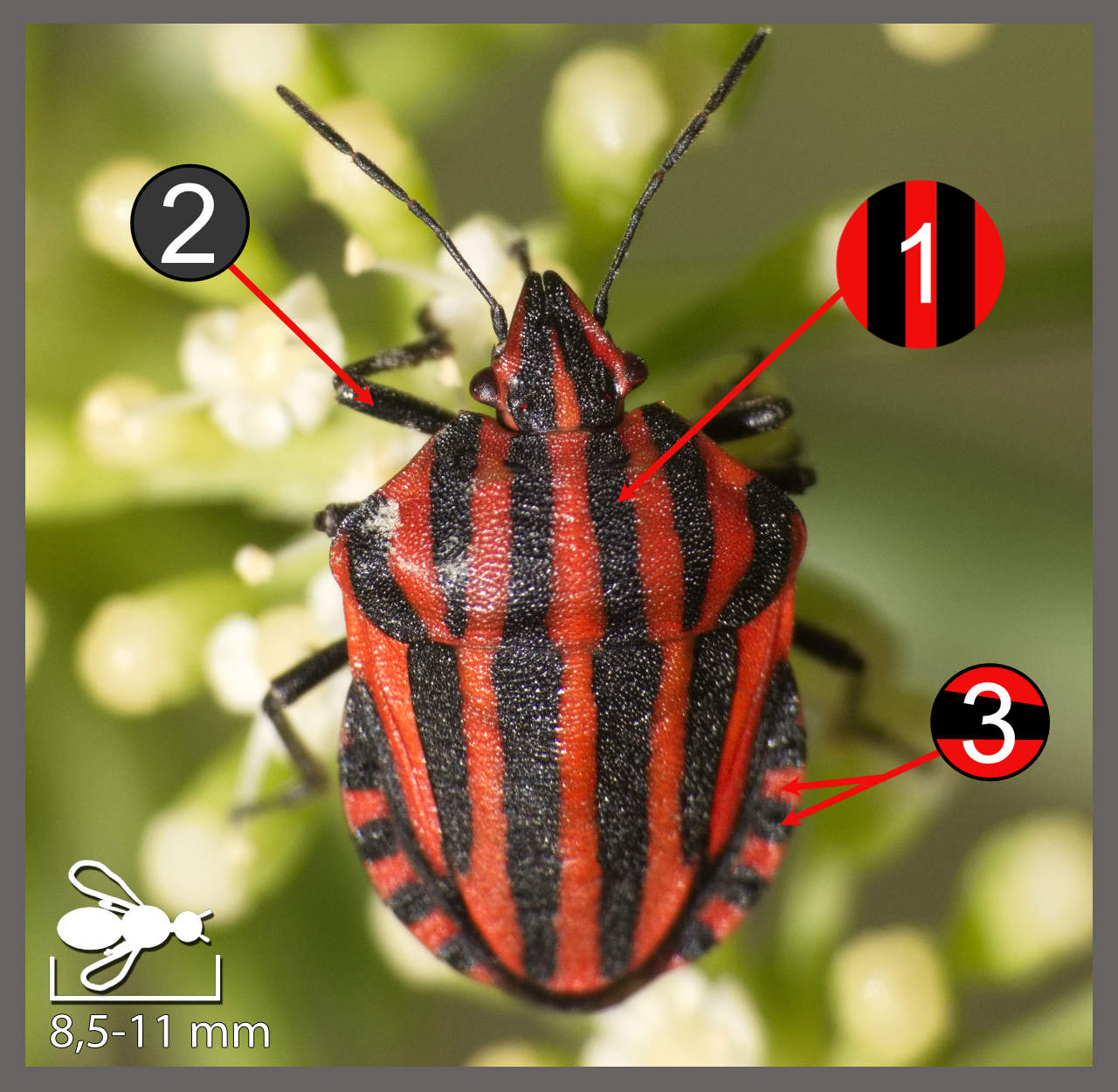 Punaise arlequin - Graphosoma italicum | Identifier un insecte