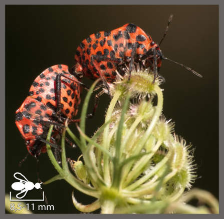 Punaise arlequin