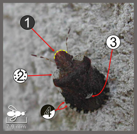 Dyroderes umbraculatus