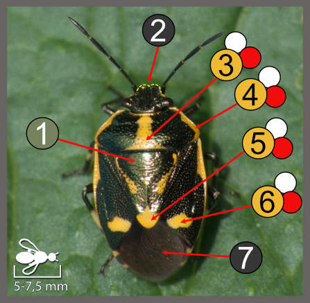 Eurydema oleracea