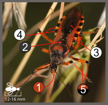 Rhynocoris iracundus-cuspidatus-rubricus