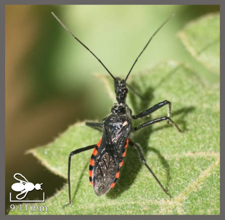 Sphedanolestes sanguineus