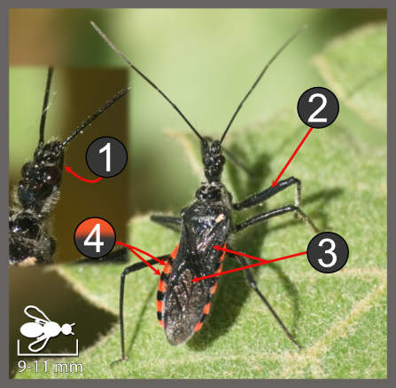 Sphedanolestes sanguineus