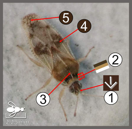 Monosteira unicostata