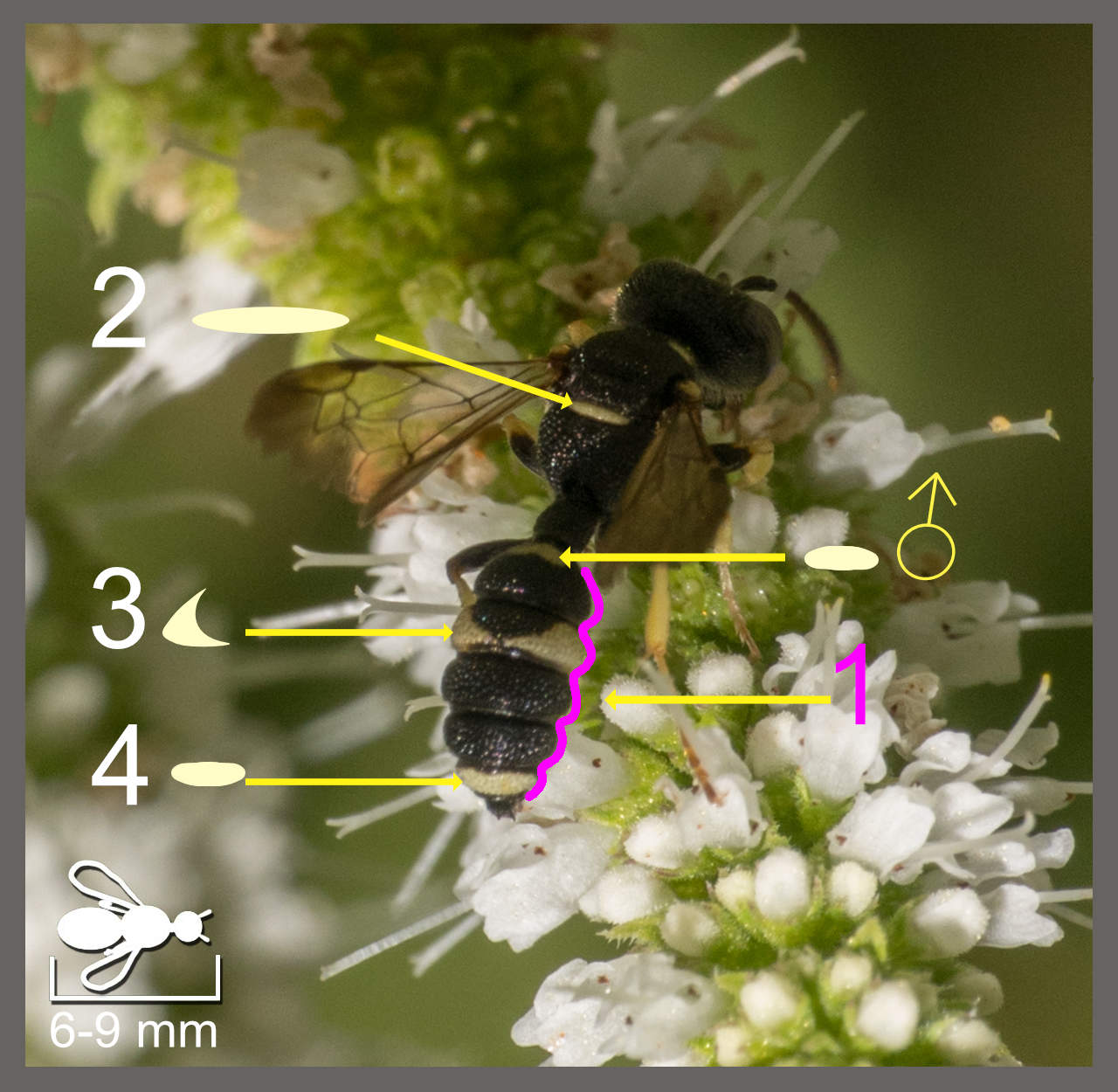Rubida Cerceris rubida - Cerceris rubida | Identifier un insecte