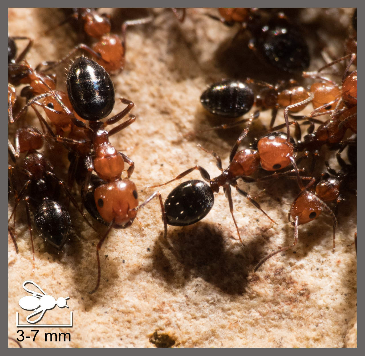 Fourmi Insecte Fourmi latérale - Camponotus lateralis | Identifier un insecte