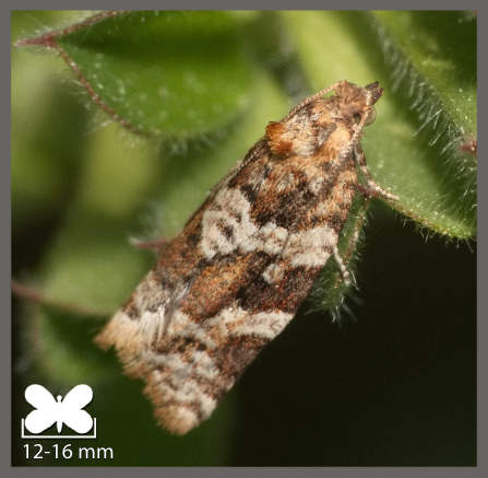 Petite tordeuse de la grappe - Argyrotaenia ljungiana