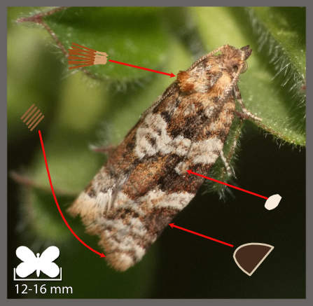 La Petite tordeuse de la grappe