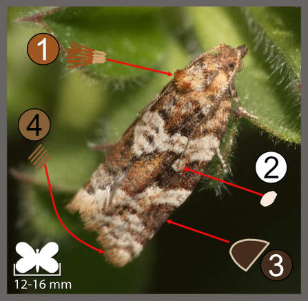 Argyrotaenia ljungiana