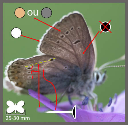 L' Argus de la Sanguinaire