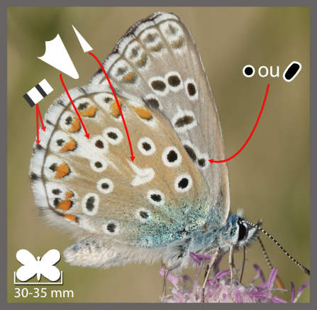 L' Azuré bleu céleste