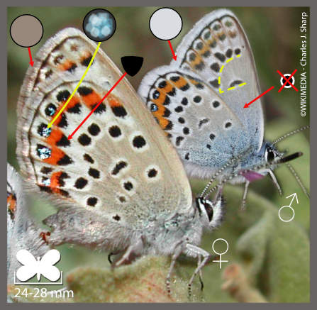 L' Azuré de l'ajonc