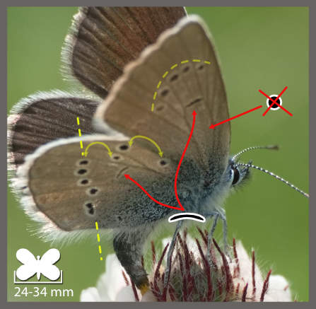 L' Azuré des Anthyllides