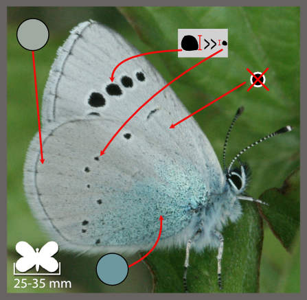 L' Azuré des cytises