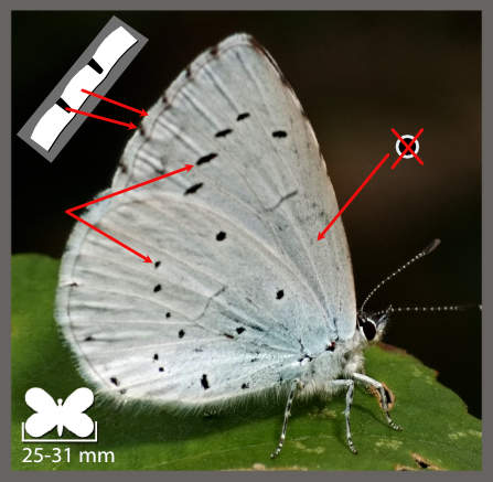 L' Azuré des nerpruns