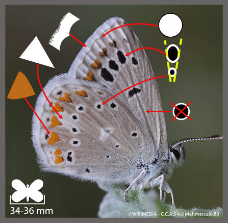 L' Azuré du mélilot