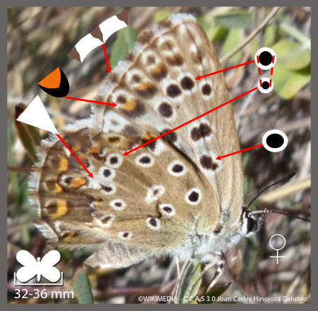 Le Bleu-nacré d'Espagne