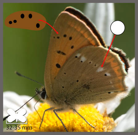 Le Cuivré de la Verge-d'Or