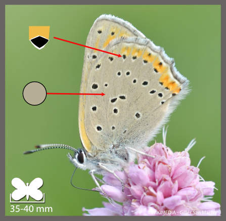 Le Cuivré écarlate