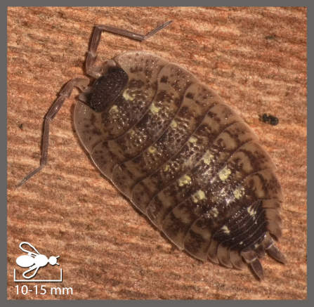 Porcellion à tête noire - Porcellio spinicornis