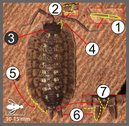 Porcellio spinicornis