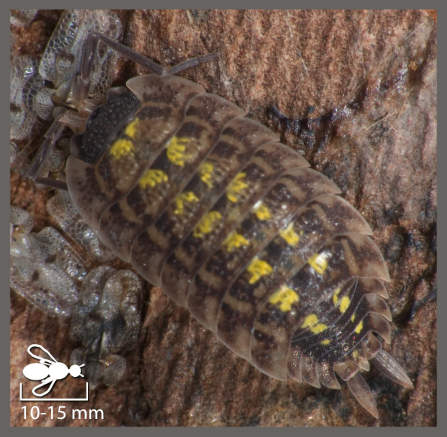 Porcellion à tête noire