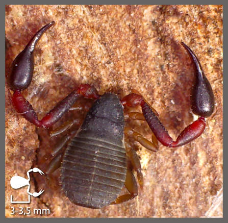 Hysterochelifer meridianus