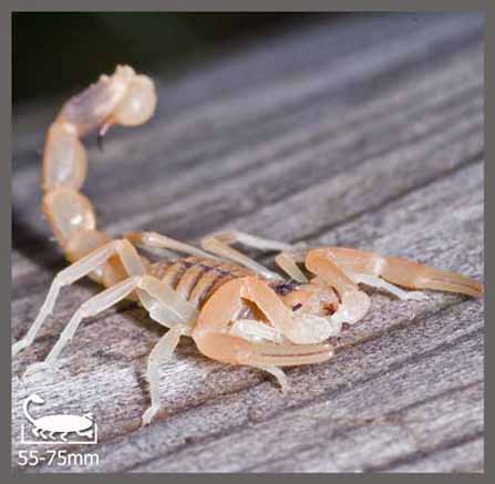 Scorpion Languedocien