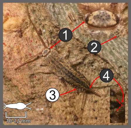 Ctenolepisma lineata